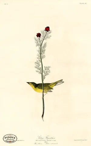 PDXC20544 -- Audubon Selby's Flycatcher