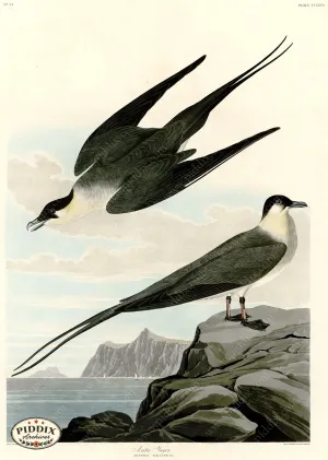 PDXC20803 -- Audubon Arctic Yager