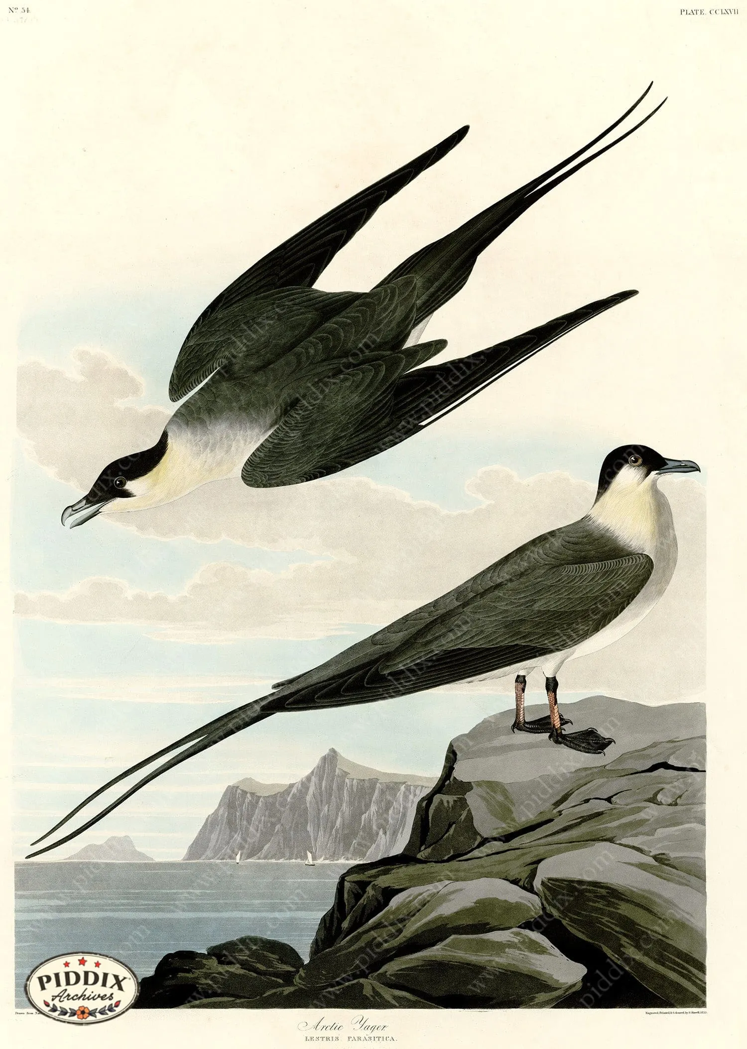 PDXC20803 -- Audubon Arctic Yager